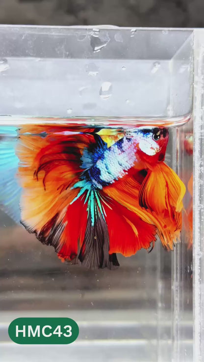 Nemo Halfmoon Male Betta Fish | Order Directly From Farm | You Pick Fish
