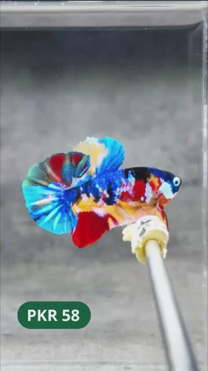 Multicolor Yellow Base Plakat Male Betta Fish | Order Directly From Farm |  You Pick Fish