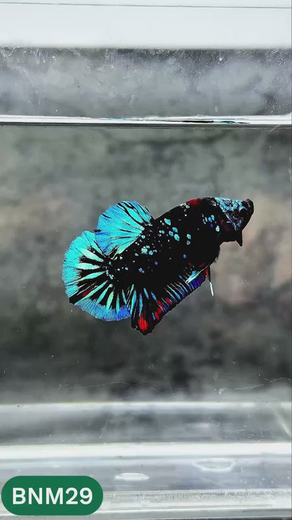 Dark Flame Hellfire Plakat Male Betta Fish | You Pick Fish | Rare Betta
