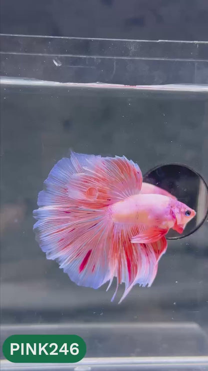 Pink Halfmoon Male Betta Fish | You Pick Fish | Order Directly From Farm