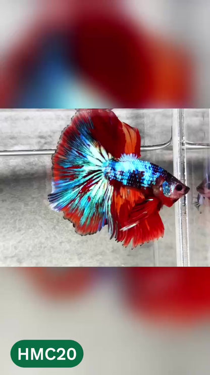 Multicolor Halfmoon Male Betta Fish | High Grade | Order Directly From Farm |  You Pick Fish |