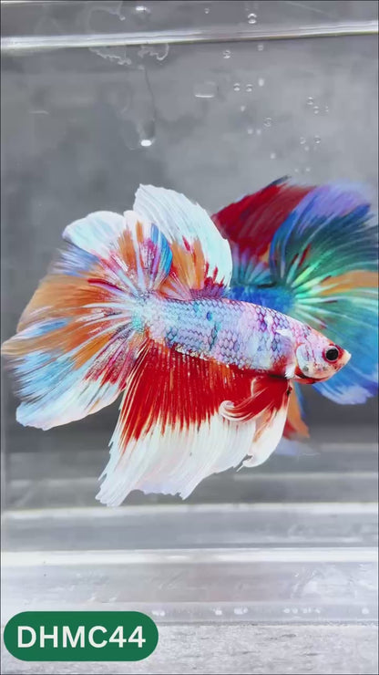 Multicolor Halfmoon Male Betta Fish | Order Directly From Farm | You Pick Fish