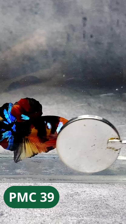 Multicolor Plakat Male Betta Fish |Show Grade|  You Pick Fish