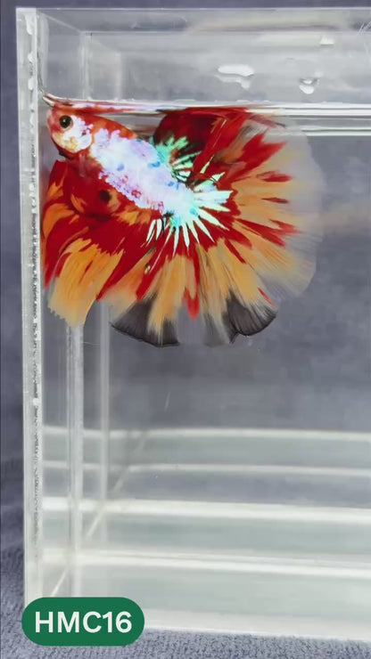 Multicolor Halfmoon Male Betta Fish | Order Directly From Farm | You Pick Fish