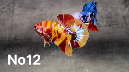 Multicolor Plakat Male Betta Fish |Show Grade|  You Pick Fish