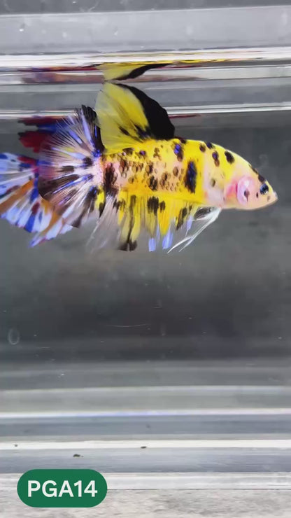 King Giant Plakat Male Betta Fish | You Pick Fish | High Grade