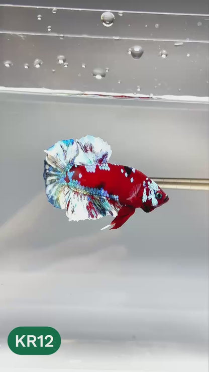 Golden Star Dust Galaxy Plakat Male Betta Fish | Super Rare | You Pick Fish