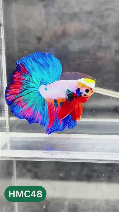Multicolor Halfmoon Male Betta Fish | High Grade | Order Directly From Farm |  You Pick Fish |