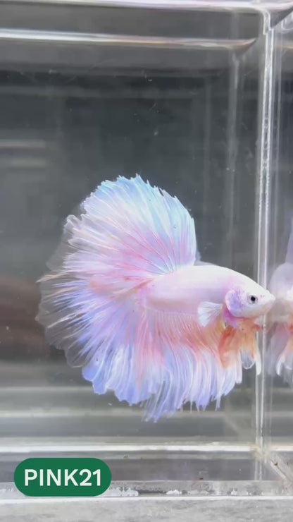 Pink Halfmoon Male Betta Fish | You Pick Fish | Order Directly From Farm