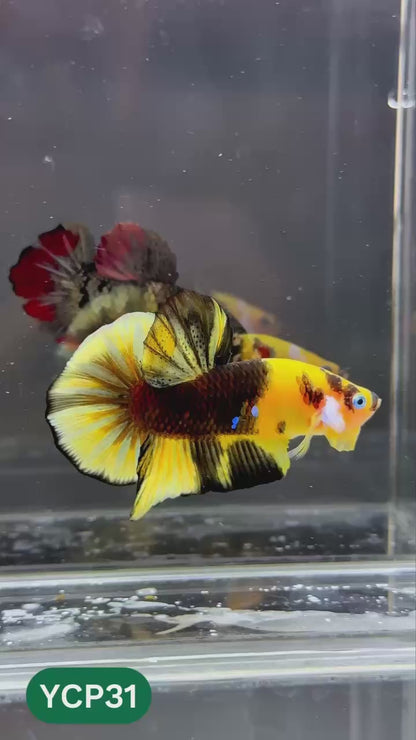 Koi Yellow Plakat Male Betta Fish | Show Grade | You Pick Fish