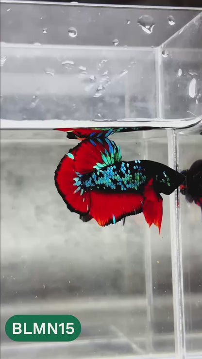 Dark Flame Hellfire Plakat Male Betta Fish | You Pick Fish | Rare Betta