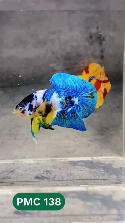 Multicolor Plakat Male Betta Fish |Show Grade|  You Pick Fish