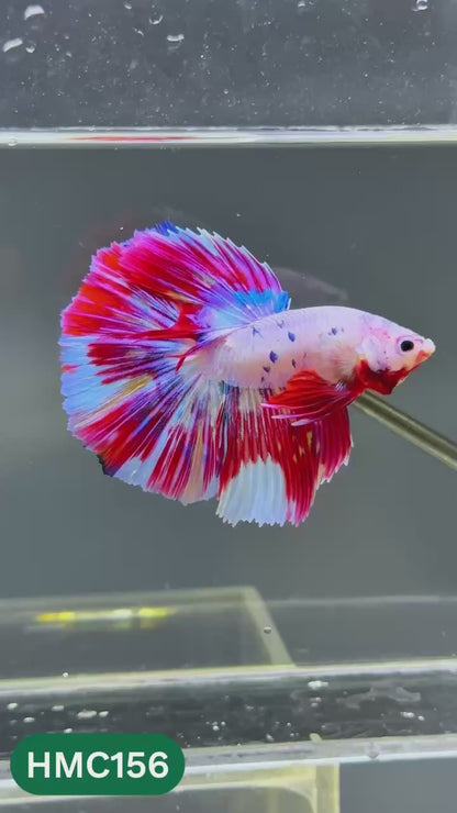 Multicolor Halfmoon Male Betta Fish | Order Directly From Farm | You Pick Fish