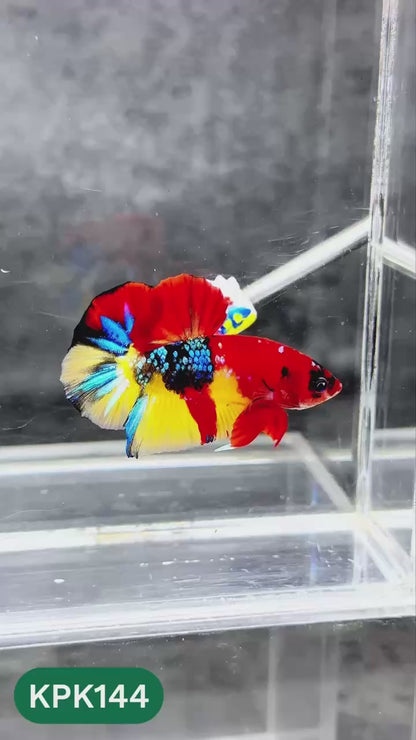 Multicolor Yellow Base Plakat Male Betta Fish | Order Directly From Farm |  You Pick Fish