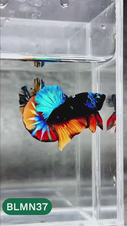 Dark Flame Hellfire Plakat Male Betta Fish | You Pick Fish | Rare Betta