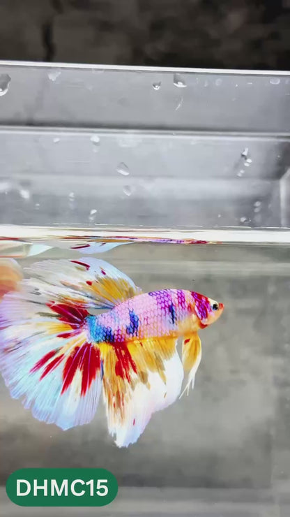 Multicolor Halfmoon Male Betta Fish | High Grade | Order Directly From Farm |  You Pick Fish |