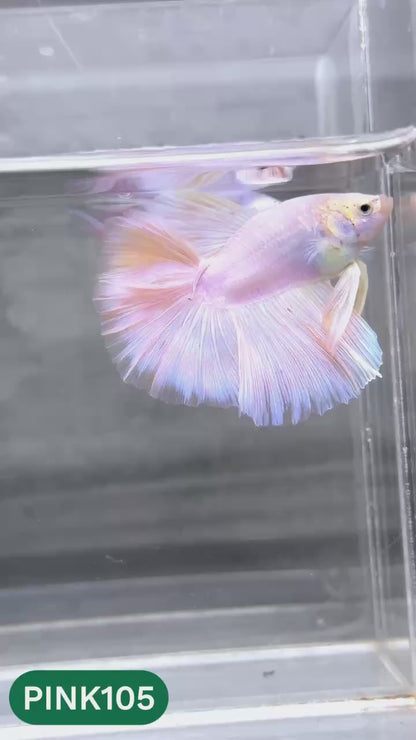 Pink Halfmoon Male Betta Fish | You Pick Fish | Order Directly From Farm