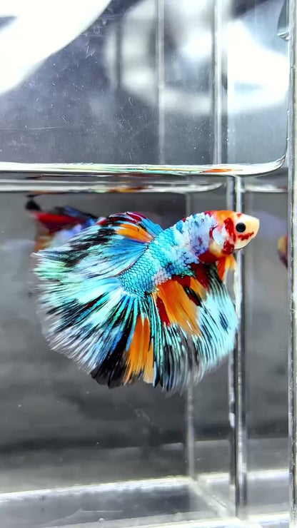 Multicolor Halfmoon Male Betta Fish | High Grade | Order Directly From Farm |  You Pick Fish |
