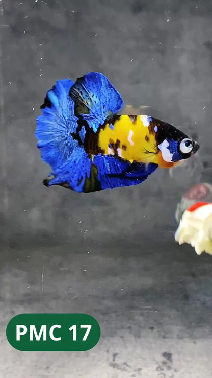 Multicolor Plakat Male Betta Fish |Show Grade|  You Pick Fish