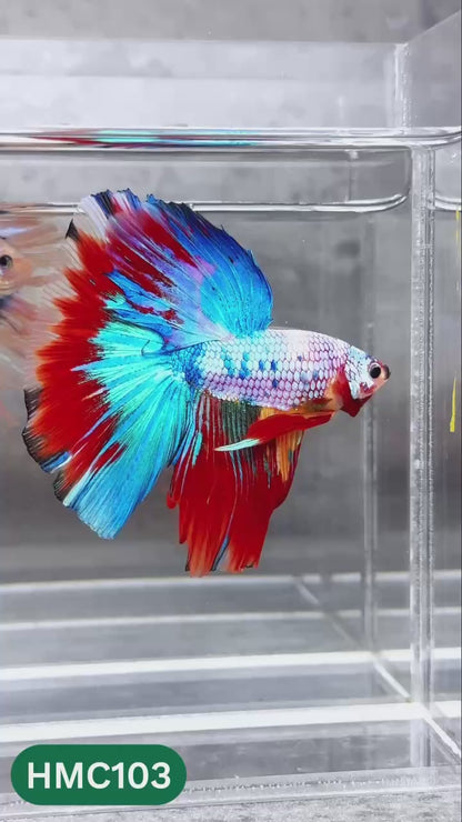 Multicolor Halfmoon Male Betta Fish | High Grade | Order Directly From Farm |  You Pick Fish |