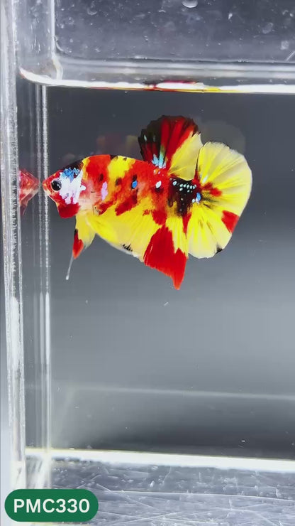 Multicolor Plakat Male Betta Fish | Show Grade |  You Pick Fish