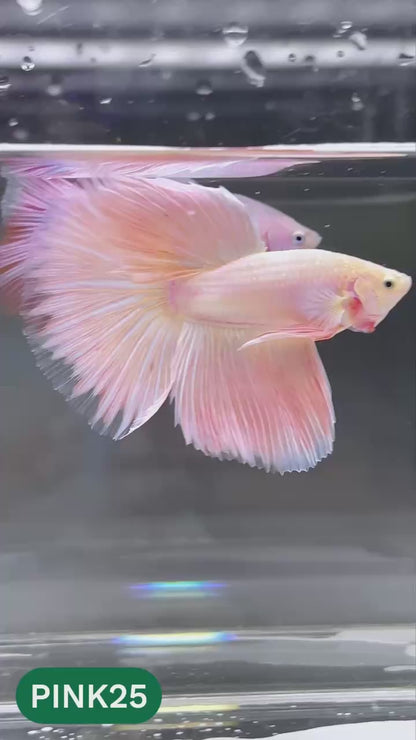 Pink Halfmoon Male Betta Fish | You Pick Fish | Order Directly From Farm