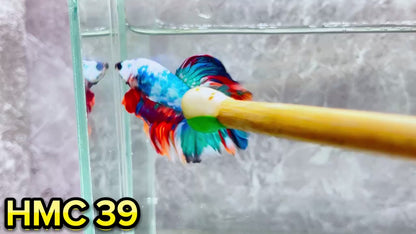 Multicolor Halfmoon Male Betta Fish | High Grade | Order Directly From Farm|  You Pick Fish |