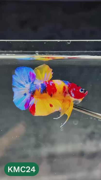 Multicolor Yellow Base Plakat Male Betta Fish | Order Directly From Farm |  You Pick Fish