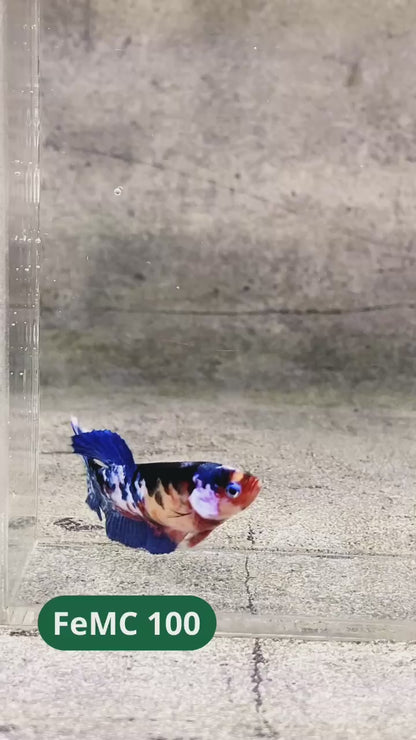 Multicolor Female Betta Fish | You Pick Fish | High Grade
