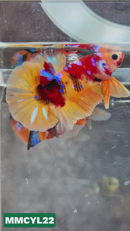 Multicolor Yellow Base Plakat Male Betta Fish | Order Directly From Farm|  You Pick Fish