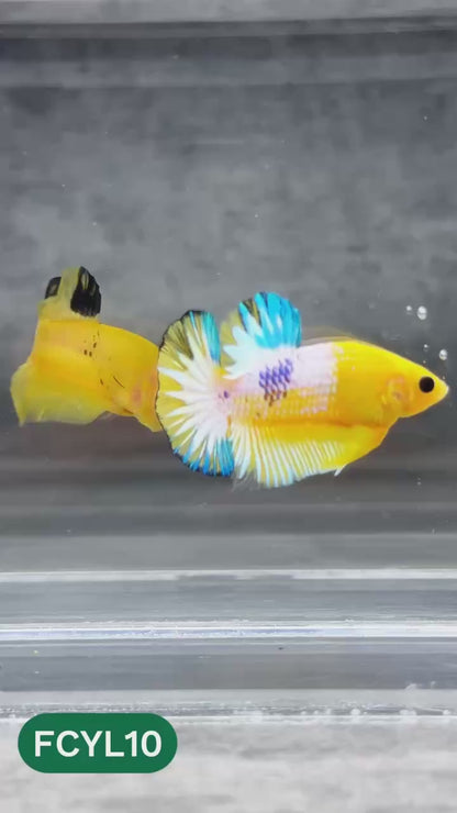 Yellow Fancy Male Betta Fish | Order Directly From Farm | You Pick Fish