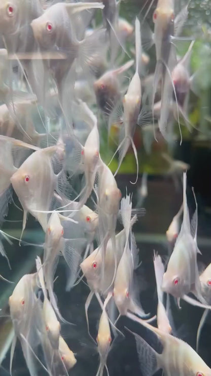 Albino Dantum Angelfish