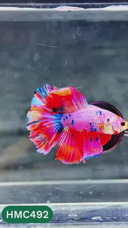 Multicolor Halfmoon Male Betta Fish | High Grade | Order Directly From Farm |  You Pick Fish |