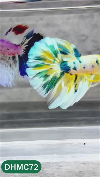 Multicolor Halfmoon Male Betta Fish | Order Directly From Farm | You Pick Fish