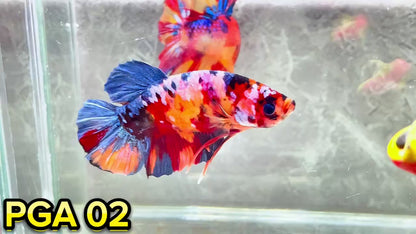 King Giant Plakat Male Betta Fish | You Pick Fish | High Grade