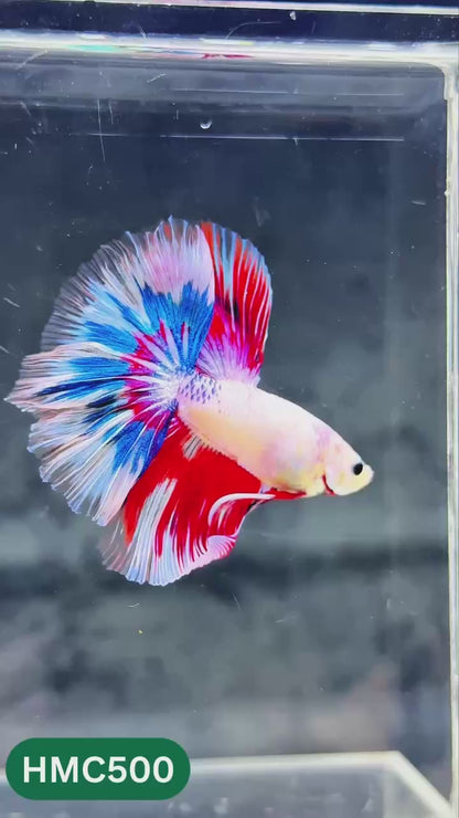 Multicolor Halfmoon Male Betta Fish | High Grade | Order Directly From Farm |  You Pick Fish |
