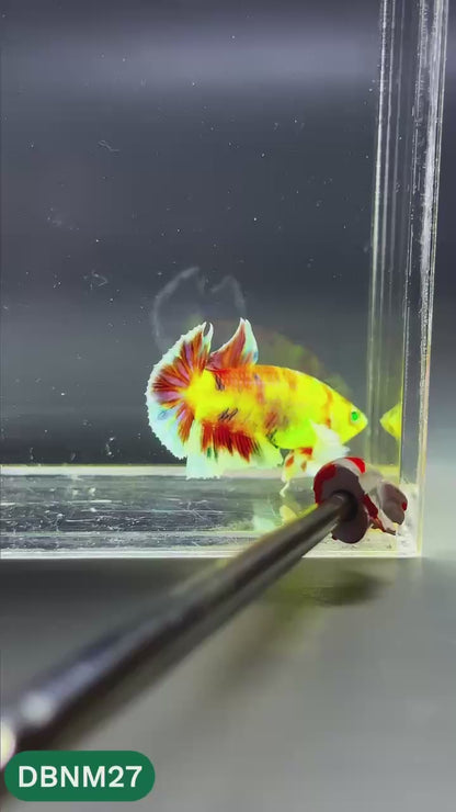 Dumbo Neno Neon Plakat Male Betta Fish | Neon Betta | You Pick Fish