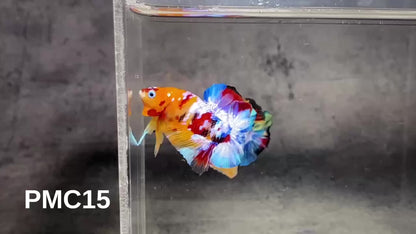 Multicolor Plakat Male Betta Fish |Show Grade|  You Pick Fish