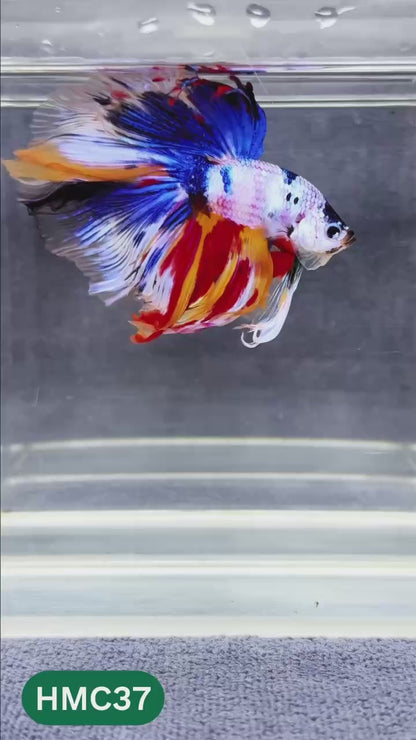 Multicolor Halfmoon Male Betta Fish | Order Directly From Farm | You Pick Fish