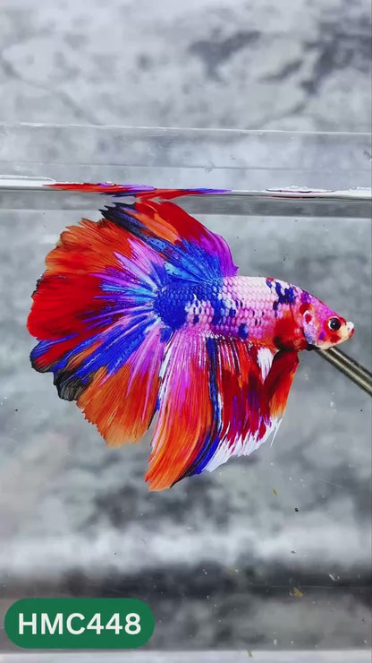 Multicolor Halfmoon Male Betta Fish | High Grade | Order Directly From Farm |  You Pick Fish |