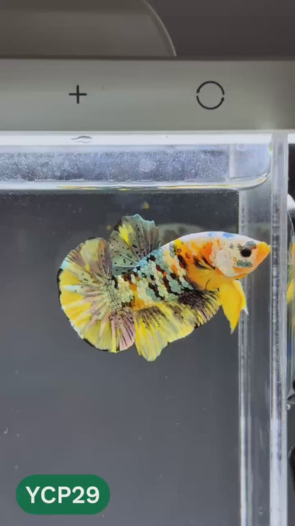 Koi Yellow Plakat Male Betta Fish | Show Grade | You Pick Fish