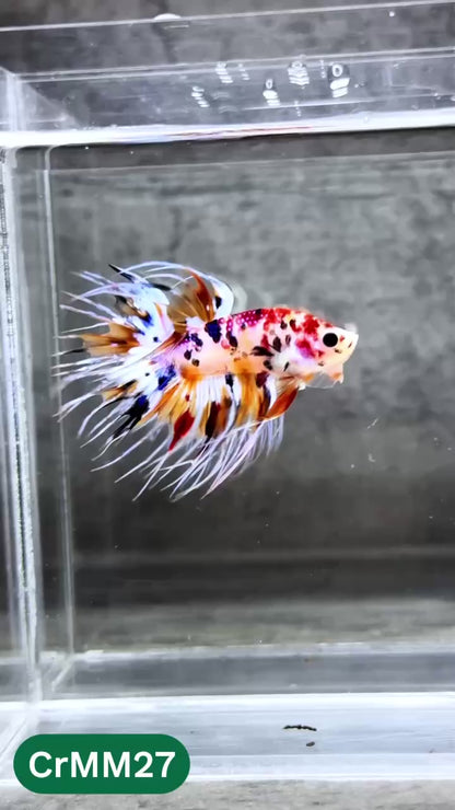 Crowntail Multicolor Male Betta Fish | High Grade | You Pick Fish |