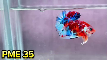 Metallic Plakat Betta Fish | You Pick Betta | Show Grade