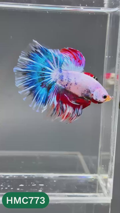 Nemo Halfmoon Male Betta Fish | Order Directly From Farm | You Pick Fish