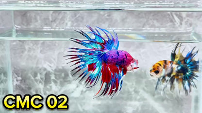 Crowntail Multicolor Male Betta Fish | High Grade | You Pick Fish |