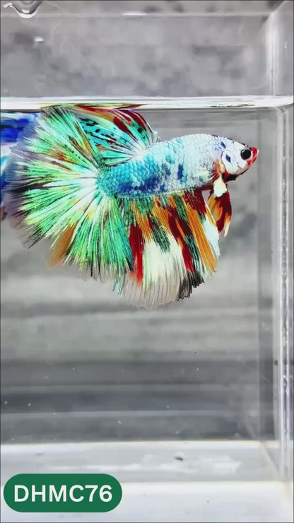Multicolor Halfmoon Male Betta Fish | Order Directly From Farm | You Pick Fish