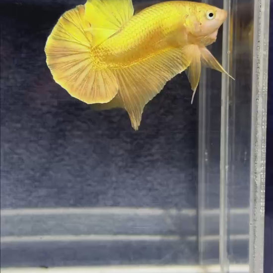 Super Gold Plakat Male Betta Fish