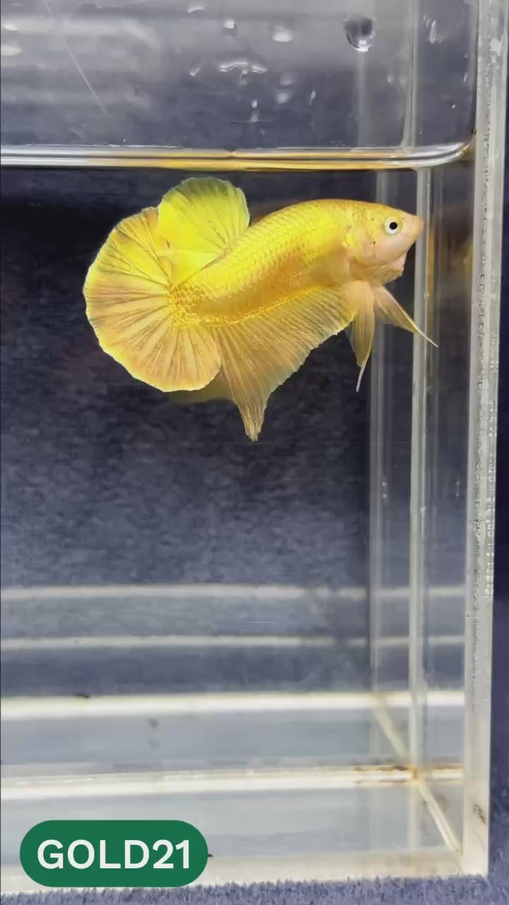 Super Gold Plakat Male Betta Fish