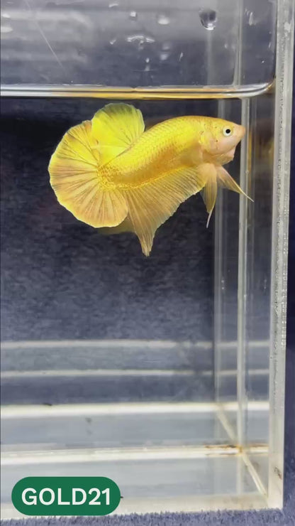 Super Gold Plakat Male Betta Fish
