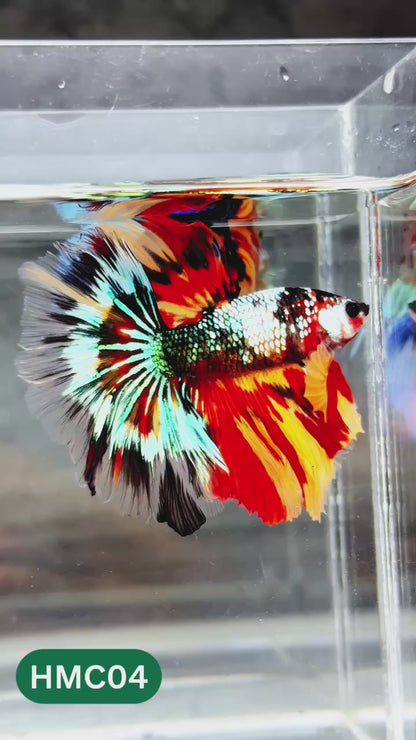 Nemo Halfmoon Male Betta Fish | Order Directly From Farm | You Pick Fish